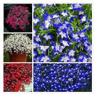 200 seeds Imported Lobelia Flowers Blooming Covering Flore Outdoor