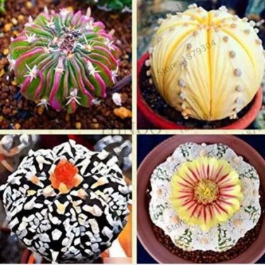 200 seeds Egg Succulents Bonsai Echinopsis Tubiflora Cactus Flores