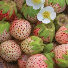 100 seeds Light Red Pineberry with White Berries