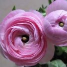 100 seeds Rouge Ranunculus Flower Seeds, Indoor Bonsai Plant