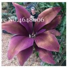 100 seeds Purple Travelers Palm Flores Bonsai, Ravenala Madagascariensis Chinese Fan Palm Plant