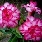 2 seeds Rosy Adenium Obesum Triple Amazing Desert Rose Flowers