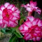 2 seeds Rosy Adenium Obesum Triple Amazing Desert Rose Flowers