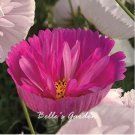 30 seeds Cupcakes Mix Cosmos Seeds Hardy Plant Flower Seeds