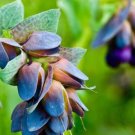 10 seeds Blue Shrimp Plant Cerinthe Major showy Flowers