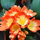 20 seeds Clivia Seeds Colorful Garden Perennial Flowers