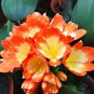 20 seeds Clivia Seeds Colorful Garden Perennial Flowers