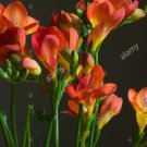 100 seeds Freesia Seeds