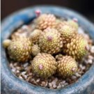100 seeds Monanthes Polyphylla Seeds One Flowered House Leek Dwarf Crassula Bonsai Succulent