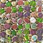 100 seeds Mixed Many Types of Lithop Seeds Living Stones Rich Colorful