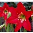 100 seeds Hippeastrum Bulbs Seeds Bonsai Amaryllis Barbados Lily DIY Home Garden