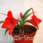 100 seeds Hippeastrum Bulbs Seeds Bonsai Amaryllis Barbados Lily DIY Home Garden