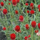 30 seeds Qis Red Gomphrena Seeds Globe Amaranth Flowers