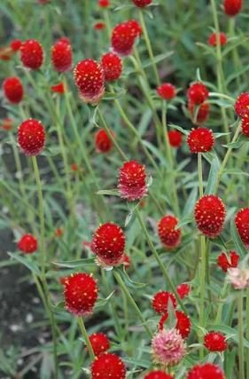 30 seeds Qis Red Gomphrena Seeds Globe Amaranth Flowers