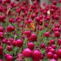 30 seeds Qis Red Gomphrena Seeds Globe Amaranth Flowers