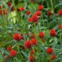 30 seeds Qis Red Gomphrena Seeds Globe Amaranth Flowers