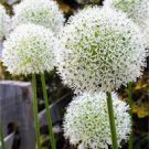 100 seeds Rare Color Giant Allium Giganteum Beautiful Flower