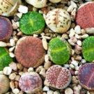 1000 seeds Mixed Many Types of Lithop Seeds Living Stones Rich Colorful