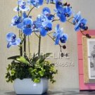 100 seeds Blue Butterfly Orchid Seeds