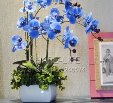 100 seeds Blue Butterfly Orchid Seeds