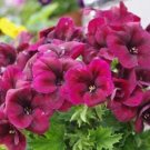 10 seeds Geranium Dark Red Light Purplish Semidouble Flowers