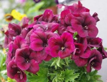 10 seeds Geranium Dark Red Light Purplish Semidouble Flowers
