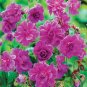 10 seeds Geranium Dark Red Light Purplish Semidouble Flowers