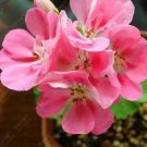 10 seeds Geranium Peach Pink Red Compact Single Petals Flowers