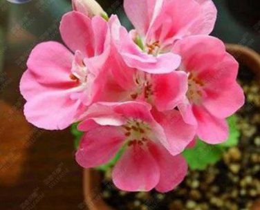 10 seeds Geranium Peach Pink Red Compact Single Petals Flowers
