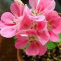 10 seeds Geranium Peach Pink Red Compact Single Petals Flowers