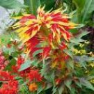 100 seeds Amaranthus Tricolor Perfecta