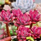 20 seeds Succulent Red ECHEVERIA macdougallii seeds Rare quality plant