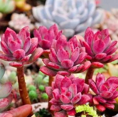 20 seeds Succulent Red ECHEVERIA macdougallii seeds Rare quality plant