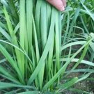 500 seeds Chinese Broadleaf Chive Bonsai Garden Potted Leek Plants