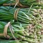 500 seeds Chinese Broadleaf Chive Bonsai Garden Potted Leek Plants