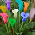 100 seeds Rainbow Calla Lily Plants Flower Plant Plants Seed Indoor Plants