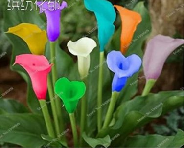 100 seeds Rainbow Calla Lily Plants Flower Plant Plants Seed Indoor Plants
