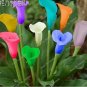 100 seeds Rainbow Calla Lily Plants Flower Plant Plants Seed Indoor Plants