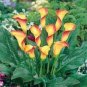 100 seeds Rainbow Calla Lily Plants Flower Plant Plants Seed Indoor Plants