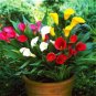 100 seeds Rainbow Calla Lily Plants Flower Plant Plants Seed Indoor Plants