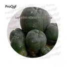 25 seeds Cactus Lobivia Peruviana Hendriksenianus
