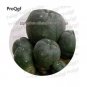 25 seeds Cactus Lobivia Peruviana Hendriksenianus