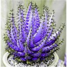 200 seeds Rainbow Aloe Bonsai Mixed Excellent Succulent Plants