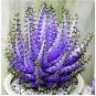 200 seeds Rainbow Aloe Bonsai Mixed Excellent Succulent Plants