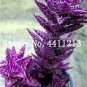 200 seeds Rainbow Aloe Bonsai Mixed Excellent Succulent Plants