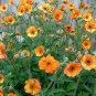20 seeds Geum 'Totally Tangerine' Avens Flower -s Home Garden