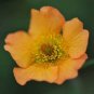 20 seeds Geum 'Totally Tangerine' Avens Flower -s Home Garden