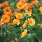 20 seeds Geum 'Totally Tangerine' Avens Flower -s Home Garden