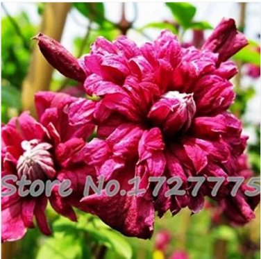 20 seeds Vine Clematis Potted Clematis Garden Flowers,
