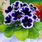 100 seeds Rare Purple White Side Gloxinia Garden Perennial Flowering
